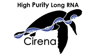 22701495-a2ff-4a7c-a8e4-8ff083f47224-upload_logo_here-Cirena-Logo-7ffe65