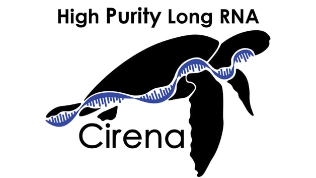 22701495-a2ff-4a7c-a8e4-8ff083f47224-upload_logo_here-Cirena-Logo-7ffe65