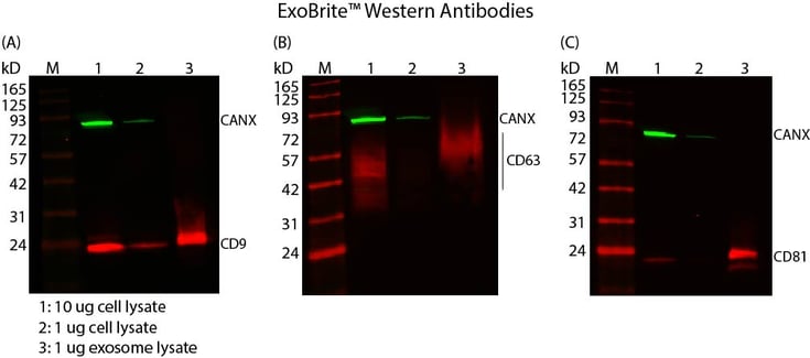 Western detection using ExoBrite™ Western Antibodies and MCF-7 cell and exosome lysates, showing tetraspanin protein enrichment and calnexin depletion in exosomes. Blots were stained with ExoBrite™ 770/800 Calnexin Antibody (exosome negative control) plus (A) ExoBrite™ 680/700 CD9 Antibody, (B) ExoBrite™ 680/700 CD63 Antibody, or (C) ExoBrite™ 680/700 CD81 Antibody. Lane M: Protein marker. Lane 1: 10 ug cell lysate. Lane 2: 1 ug cell lysate. Lane 3: 1 ug exosome lysate. The blots were imaged on a LI-COR Odyssey® infrared imaging system