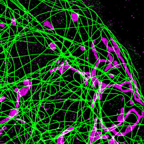 Two-color (d)STORM imaging of a fixed COS-7 cell