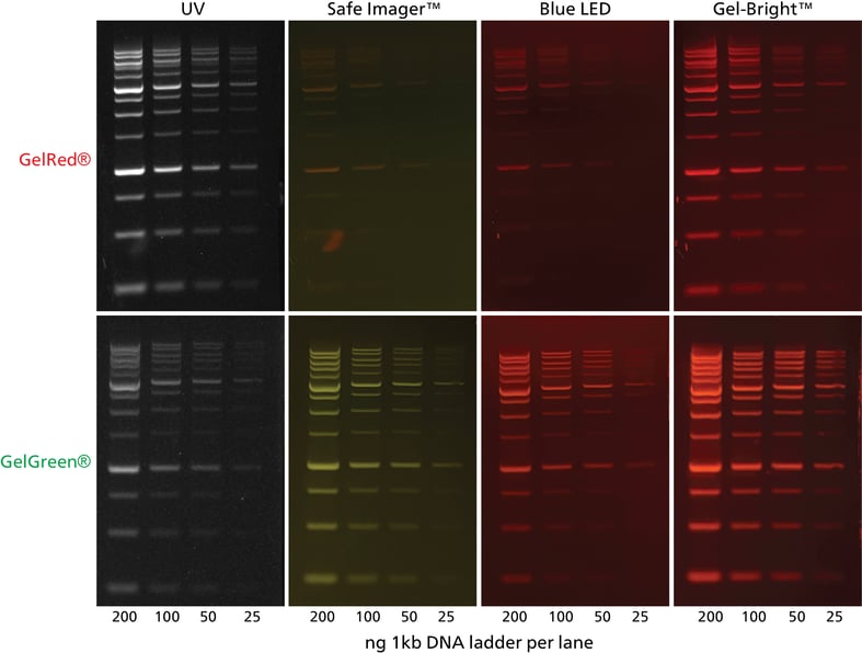 Two-fold dilution series of Biotium's Ready-to-Use 1 kb DNA Ladder (Cat. No. 31022) were separated on 1% agarose TBE gels pre-cast with GelRed® or GelGreen®. Total DNA loaded per lane is indicated below the gels. The same gels were imaged using a UVP GelDoc-iT® (UV), Thermo Fisher Safe Imager™ 2.0 Blue-Light Transilluminator (Safe Imager™), first generation Gel-Bright™ LED Gel Illuminator (Blue LED), or new Gel-Bright™ Laser Diode Gel Illuminator (Gel-Bright™). On GelDoc-iT®, an EtBr filter was used to image GelRed® and a SYBR® filter was used for GelGreen®. For imaging on Thermo Fisher Safe Imager™ 2.0 Blue-Light Transilluminator, Gel-Bright™ LED Gel Illuminator, and Gel-Bright™ Laser Diode Gel Illuminator, the filters supplied with each device were used to photograph both GelRed® and GelGreen® stained gels. The Gel-Bright™ Laser Diode Gel Illuminator demonstrated the brightest signal for gels stained with GelGreen® and performed comparably to the UVP GelDoc-iT® for gels stained with GelRed®.